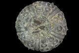 Detailed Nenoticidaris Fossil Urchin - Morocco #89253-1